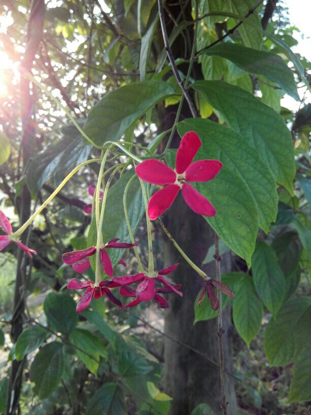 小清新壁纸 花朵 阳光 清晨