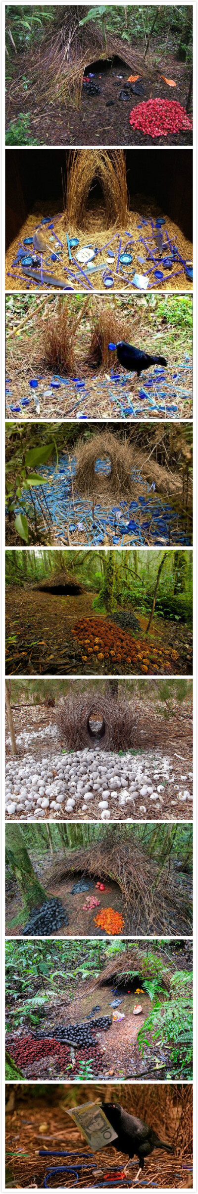 这种鸟叫Bower Birds（园丁鸟），鸟类的建筑大师，雄鸟在求偶期会用树枝筑拱门或亭子，然后投雌鸟所好，叼来各种色彩斑斓的小物品，有瓶盖，有吃的浆果。。最后一个叼钱的是怎么回事