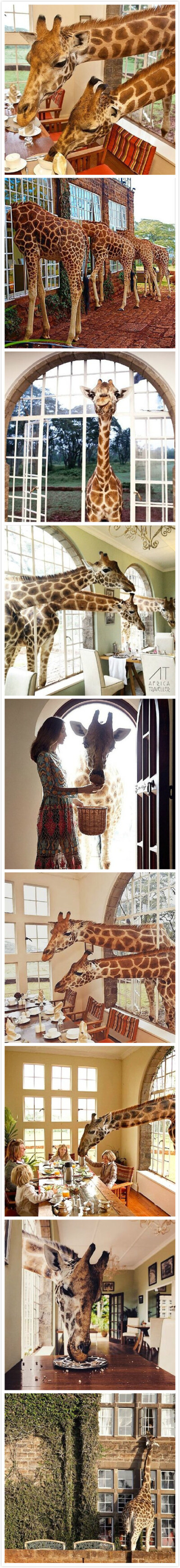 位于肯尼亚内罗毕附近的长颈鹿庄园是世界上唯一一家以长颈鹿为主题的酒店，庄园的主人卡尔哈特雷夫妇以与9只罗特希尔德长颈鹿同住而闻名。每天快到9时的时候，这些长颈鹿就会漫步房前，穿过窗户或者门把脑袋探进房间…