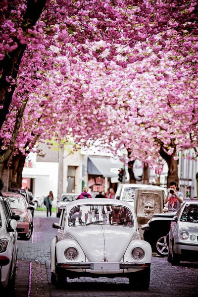 Cherry Brick Road, Bonn, Germany。德国波恩位于莱茵河畔，清澈的莱茵河水像一条白色缎带从波恩城边缓缓流过，坐落在莱茵河畔的中世纪古堡，向人们展示着波恩古老的过去，而两岸郁郁葱葱、秀丽迷人的风景又为莱茵河…