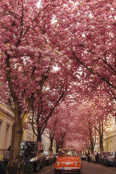 Cherry Brick Road, Bonn, Germany。德国波恩位于莱茵河畔，清澈的莱茵河水像一条白色缎带从波恩城边缓缓流过，坐落在莱茵河畔的中世纪古堡，向人们展示着波恩古老的过去，而两岸郁郁葱葱、秀丽迷人的风景又为莱茵河上这座“明珠”城市增添了无穷的魅力。波恩是一座古老的城市，它是从一个靠摆渡和捕鱼为主的小村子发展起来的，而它的历史则最早可追溯到2000年前。这里的Cherry Brick Road是一条全球著名的道路，道路两边皆是樱花，形成的道路景象有别于樱花之国日本，少了一丝禅意，却多了一缕欧式的浪漫情怀。