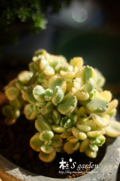 多肉植物 组合 绿植 盆栽 迷你 肉肉 景观 微型 花卉 室内 萌肉