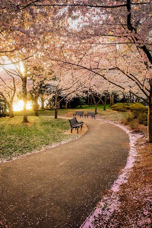 Tidal Basin, Washington, USA。美国华盛顿潮汐湖位于国家广场西南，湖边栽种着从日本引进的几千棵樱花树，这里的吉野樱花花朵大，且先开花后长叶，观赏樱花的的效果甚至比在日本还强。每年三月下旬，美国华盛顿一年一度的樱花节就开始了。从广场隔湖相望的是宁静典雅的杰斐逊纪念堂，湖中亦可泛舟。