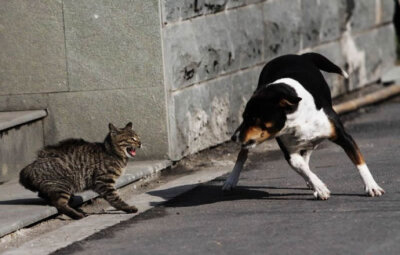 猫小姐和狗先生的日常生活