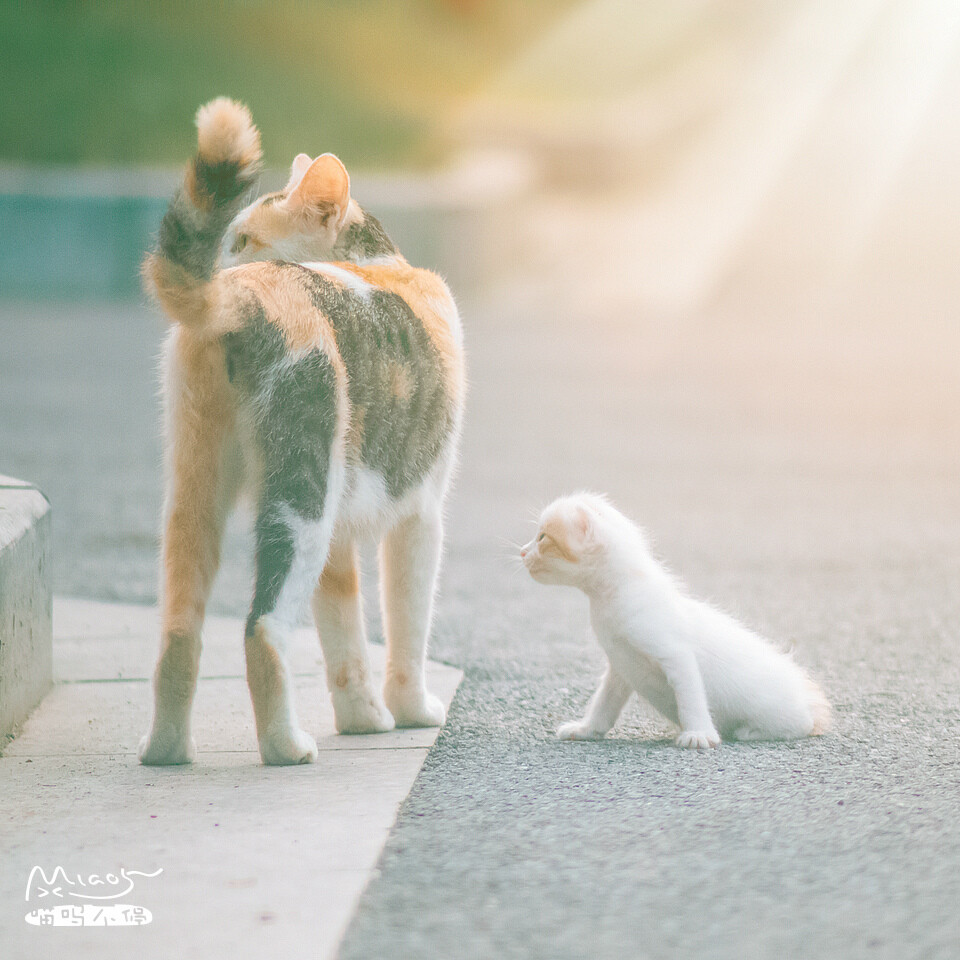 猫先生和猫小姐和主银的日常