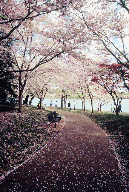 Tidal Basin, Washington, USA(by Lindeberg Feller）。美国华盛顿潮汐湖位于国家广场西南，湖边栽种着从日本引进的几千棵樱花树，这里的吉野樱花花朵大，且先开花后长叶，观赏樱花的的效果甚至比在日本还强。每年三月下旬，美国华盛顿一年一度的樱花节就开始了。从广场隔湖相望的是宁静典雅的杰斐逊纪念堂，湖中亦可泛舟。