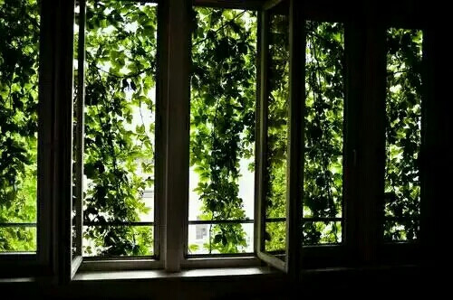 南归的叶 不覆尘埃 牵着一匹云一起降落 它曾收藏清风 挽留蝴蝶 我围住几亩月光 将冬天摘落 那里 南山是草 北山有花