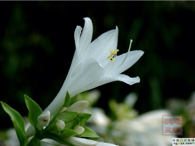 [玉簪花] ---恬静!宽和