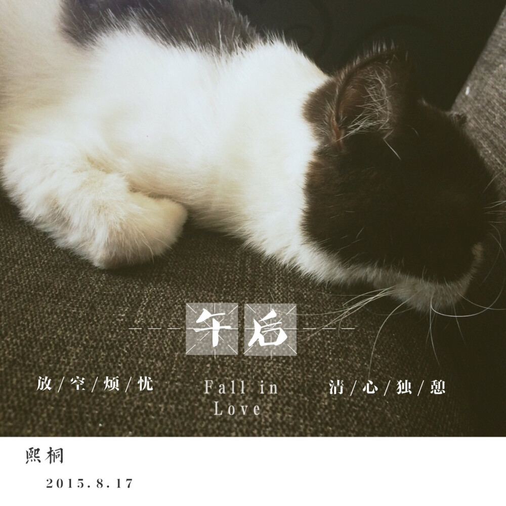 我的猫咪