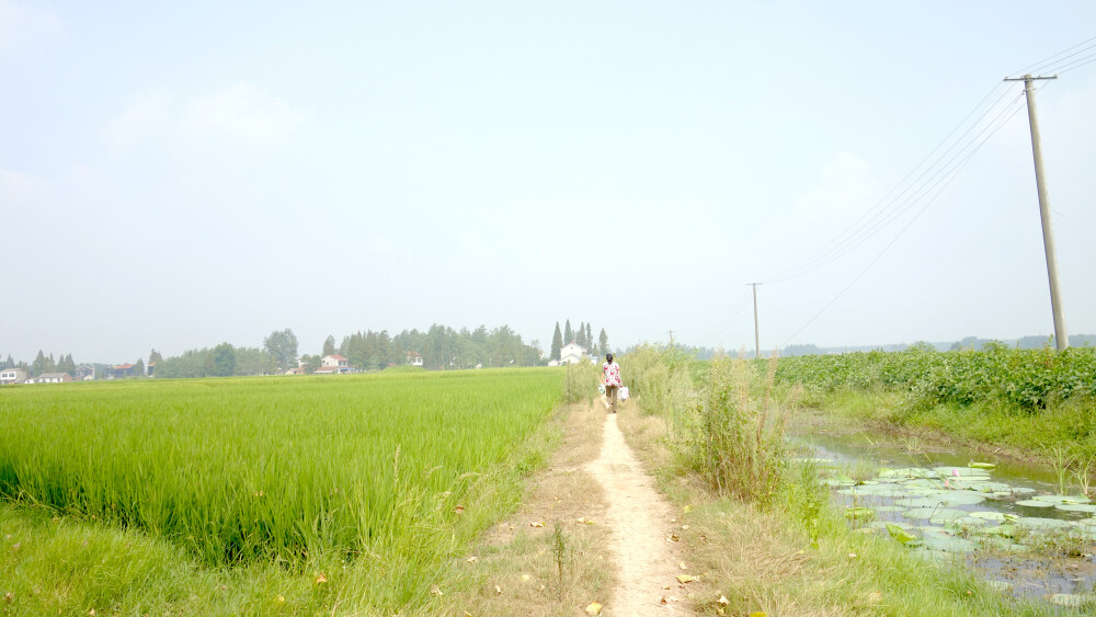 夏天乡野间的她们