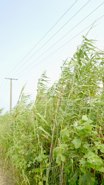 夏天风吹打着芦苇