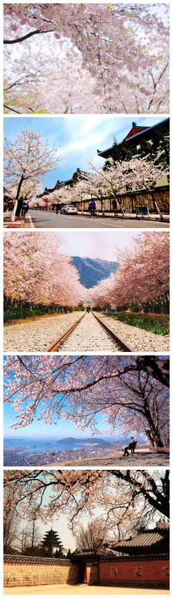 【韩国樱花style】#春季赏花#韩国的4月,最是花香漫溢时。春风拂过,花雨飘落,美景叫人痴迷，与日本的樱花相比，这里的樱花有别有一番韩味 爱游网www.iiiyooo.com
