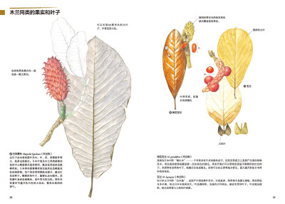 本案例摘自人民邮电出版社出版的《原野漫步 250种植物果实与红叶的手绘自然笔记》http://product.dangdang.com/23741210.html