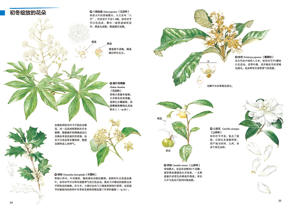 本案例摘自人民邮电出版社出版的《原野漫步 250种植物果实与红叶的手绘自然笔记》http://product.dangdang.com/23741210.html