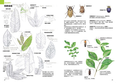 本案例摘自人民邮电出版社出版的《林中漫步 231种植物的手绘自然笔记 》http://product.dangdang.com/23741200.html