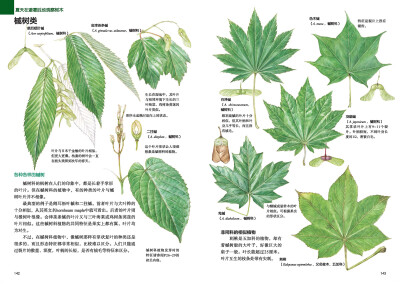 本案例摘自人民邮电出版社出版的《林中漫步 231种植物的手绘自然笔记 》http://product.dangdang.com/23741200.html