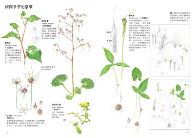 本案例摘自人民邮电出版社出版的《原野漫步 370种野花与88种昆虫的手绘自然笔记》http://product.dangdang.com/23741211.html