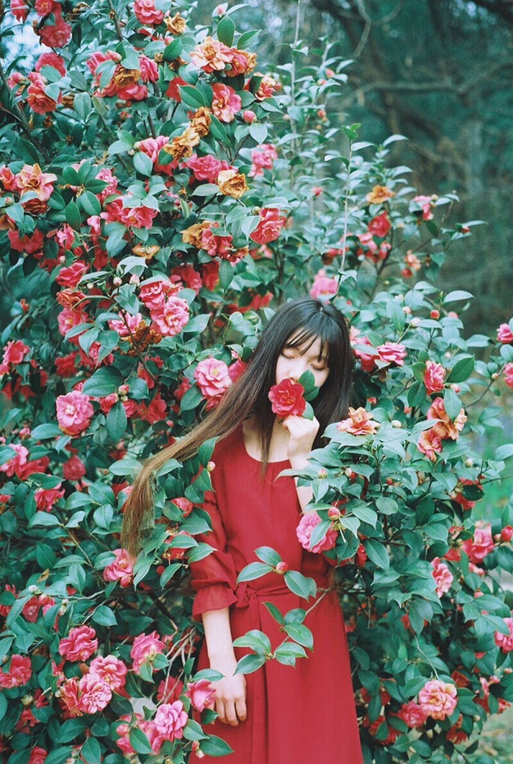 什么是玫瑰？为了被斩首而生长的头颅。