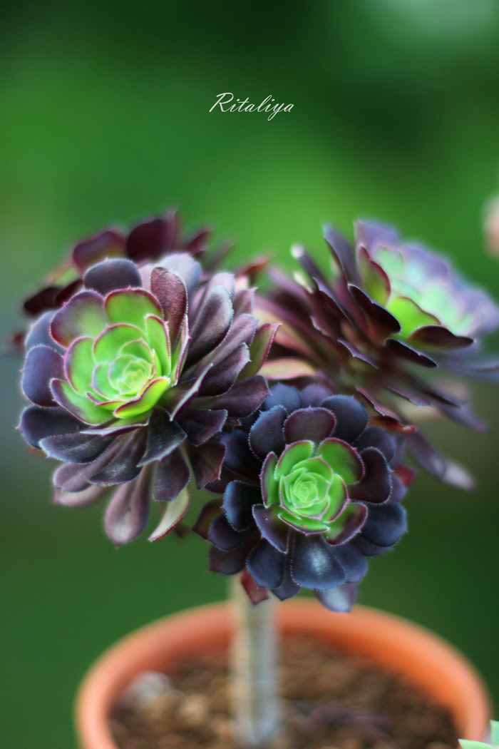 【黑法师 】(Aeonium arboreum 'Atropureum')是景天科莲花掌属多肉植物(多浆植物)，为莲花掌的栽培品种。（别 称）紫叶莲花掌花 。（花语）：诅咒，神秘