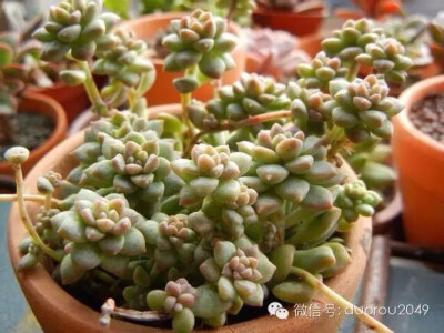 迷你莲(帕米玫瑰) 拉丁学名:Echeveria prolifica 景天科 石莲花属 这个品种也带有很明显的甜香味，在日光照射下特别明显。春上的香气很淡，盆土干燥或者太阳晒后才会明显一些，也是和冰莓类似的甜香味。