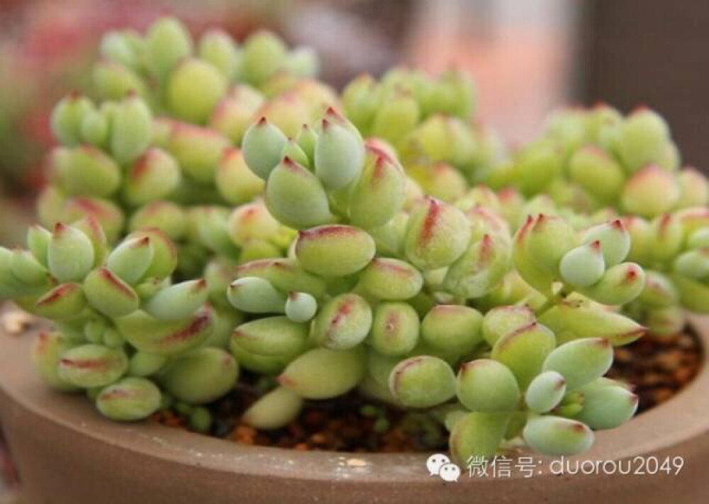 达摩福娘 拉丁学名:Cotyledon pendens 景天科银波锦属 达摩福娘拥有一种清淡的类似柠檬油的香气。同理，在太阳的照射下，达摩福娘的香气更加浓烈一些。 达摩福娘在福娘系中叶片最为小巧可爱，色泽淡绿或嫩黄，叶尖突出，在冷凉时节日照下叶尖及其附近会变为红色。喜欢日照充足、凉爽通风的环境，耐干旱和半阴环境，生长能力强，易群生。盛夏时节会休眠，应放于通风阴凉处，减少浇水频率，每次浇水量不要过多，冬季生长环境温度一般不应低于5℃。繁殖方式以顶芽插为主，成活率高。