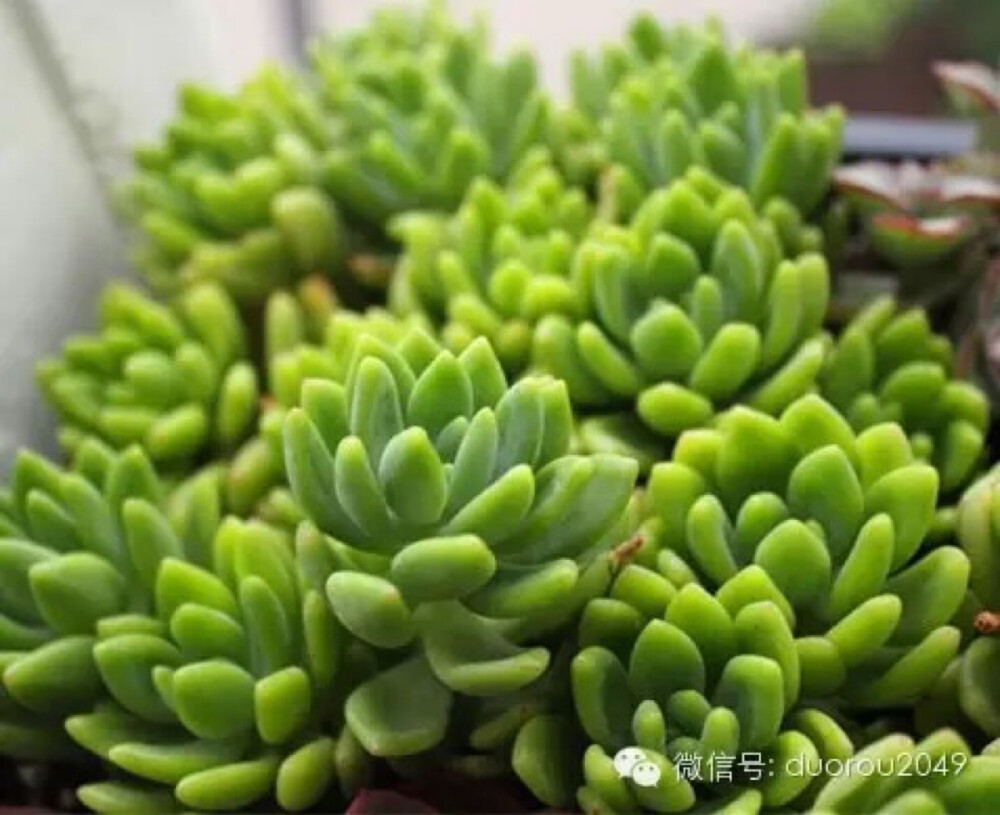 春萌 拉丁学名：Sedum ‘Alice Evans’ 景天科景天属 春萌是凝脂莲和松之绿的杂交后代，它继承了其母本凝脂莲的香气。只要晒一晒就出来啦。 春萌叶片长卵形，绿色至黄绿色，呈莲花状排列。叶片会在光照强度和温差的影响下带点果冻般的透明，非常具有萌意。如光照不足，则叶片颜色会显得只有绿，没有萌而又懵。春季开花，总状花序，小花钟形，白色，数量庞大的小白花狙击在花梗上，犹如一束小捧花。