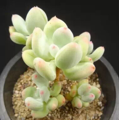 三日月美人 Pchyphytum oviferum mikadukibijin 景天科厚叶草属， 三日月美人（苹果美人）有点像青星美人，但叶缘叶尖更容易有红晕，叶片更肥厚，颜色更粉嫩，通透感更强，有点果冻色。三日月美人喜光，生长季节可以…