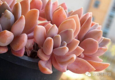 东美人 Pachyphytum oviferum 'pachyphtooides' 也被叫做冬美人，为景天科厚叶草属和石莲花属杂交培育的园艺品种，通常被当做厚叶草属，是比较常见的美人系列多肉植物，容易群生，容易养护。在街边巷尾的老房子阳台…