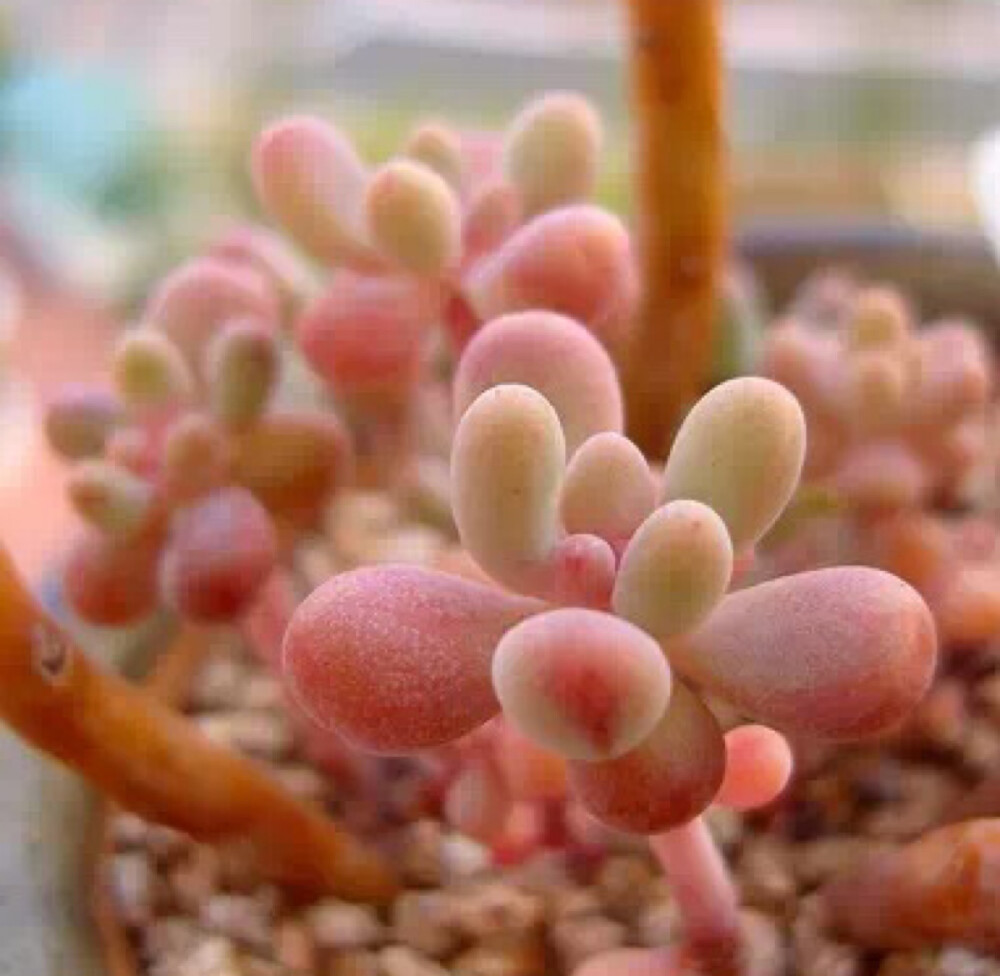 月美人 Pachyphytum oviferum cv. Tsukibijin 景天科厚叶草属，tsuki是月亮的意思，和桃美人系出一门，也是星美人的园艺品种，两者很难区分，经常被搞混。月美人比桃美人有着更加粉嫩红色的漂亮叶片，叶片月美人叶缘较尖，相比桃美人粉更少点。