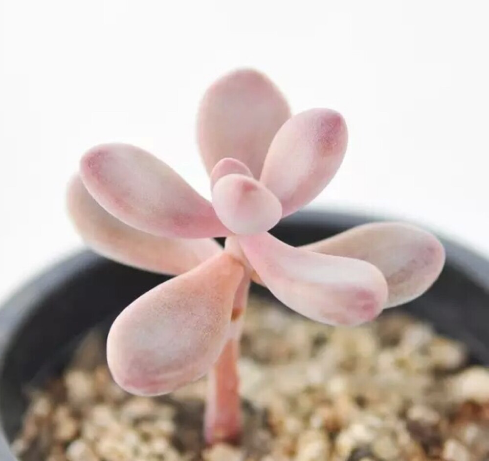 月美人 Pachyphytum oviferum cv. Tsukibijin 景天科厚叶草属，tsuki是月亮的意思，和桃美人系出一门，也是星美人的园艺品种，两者很难区分，经常被搞混。月美人比桃美人有着更加粉嫩红色的漂亮叶片，叶片月美人叶缘较尖，相比桃美人粉更少点。