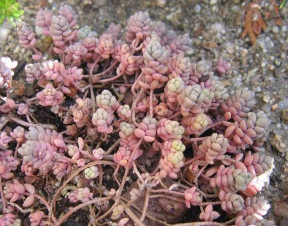 姬星美人 Sedum dasyphyllum 景天科景天属小型植物。原产西亚和北非的干旱地区，喜温暖干燥和阳光充足环境，较耐寒，怕水湿，耐干旱，宜肥沃、疏松和排水良好的沙质壤土。姬星美人是非常袖珍的多肉植物品种，”姬”正代表她”迷你”的意思，翡翠般的深绿色细小叶片很适合用于多肉拼盘的点缀。姬星美人正常的颜色应该是蓝绿色，夏天阳光强的情况下，姬星美人会变的矮小，匍匐在地上，颜色呈现非常迷人的所谓的蓝粉色，非常的可爱。如果光照不足，水分过多，会引起节茎伸长，叶片够紧凑，徒长明显，容易伏倒，姿态疏散欠佳。