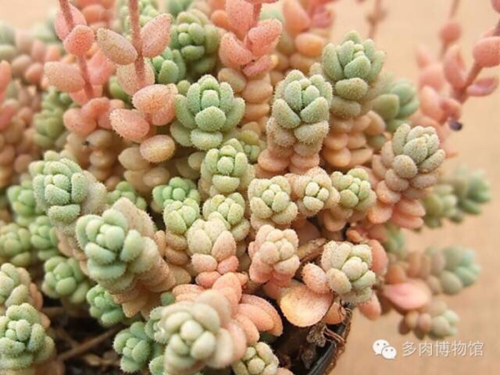 姬星美人 Sedum dasyphyllum 景天科景天属小型植物。原产西亚和北非的干旱地区，喜温暖干燥和阳光充足环境，较耐寒，怕水湿，耐干旱，宜肥沃、疏松和排水良好的沙质壤土。姬星美人是非常袖珍的多肉植物品种，”姬”正代表她”迷你”的意思，翡翠般的深绿色细小叶片很适合用于多肉拼盘的点缀。姬星美人正常的颜色应该是蓝绿色，夏天阳光强的情况下，姬星美人会变的矮小，匍匐在地上，颜色呈现非常迷人的所谓的蓝粉色，非常的可爱。如果光照不足，水分过多，会引起节茎伸长，叶片够紧凑，徒长明显，容易伏倒，姿态疏散欠佳。