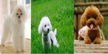 贵宾犬，Poodle，也称“贵妇犬“，又或称“卷毛狗”，泰迪是贵宾犬的美容造型之一。贵宾犬起源于德国，以水中捕猎而著称，属于非常聪明的且喜欢狩猎的犬种，多年以来，它一直被认为是法国的国犬。贵宾犬根据体型大小分为巨型犬、标准犬、迷你犬、玩具犬(含茶杯犬)四种，它们的主要区别在于体型上的差异，看起来特别可爱，给人一种活泼的、聪明的印象，给人一种愉悦的心情。