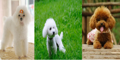贵宾犬，Poodle，也称“贵妇犬“，又或称“卷毛狗”，泰迪是贵宾犬的美容造型之一。贵宾犬起源于德国，以水中捕猎而著称，属于非常聪明的且喜欢狩猎的犬种，多年以来，它一直被认为是法国的国犬。贵宾犬根据体型大小…