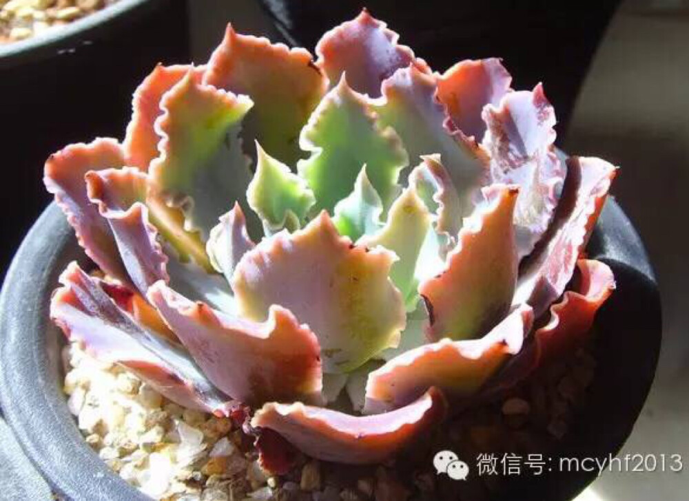 晚霞之舞Echeveria shaviana Madre del Sur