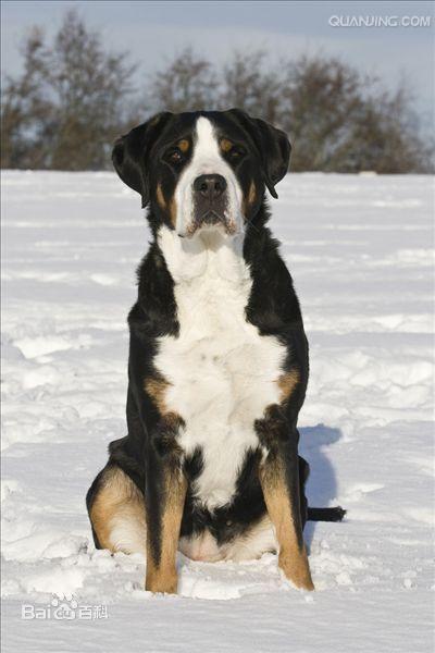 大瑞士山地犬的英文名为：Greater Swiss Mountain Dog，原产地：瑞士。属于工作犬。是一种显眼的、三色、巨大、有力的，而且外观坚定的狗。在四种瑞士山地犬中体型最大，有光滑平顺的毛与始终拖在背后的长尾巴。