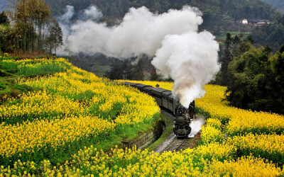 1.南北之旅：从最北到最南 |沿途风光| 南方的油菜花田