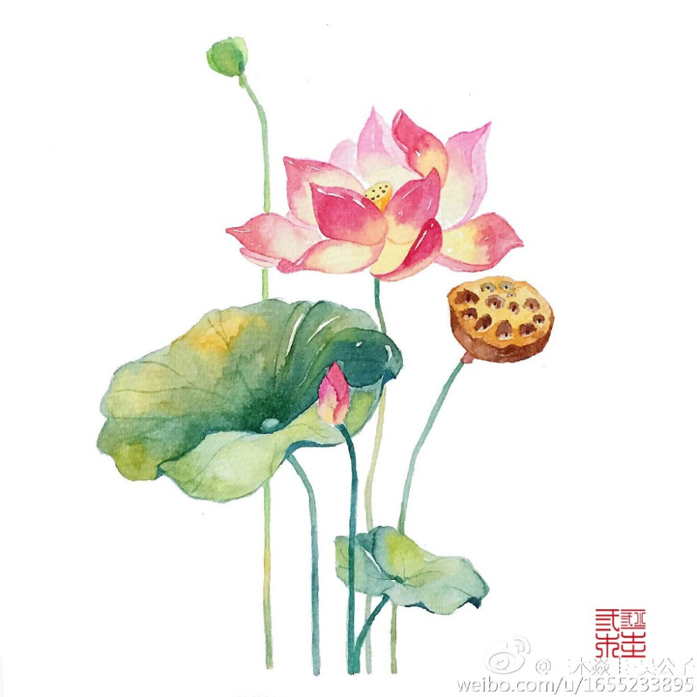 画师微博三木焱圭吴公子水彩手绘水彩花卉手绘荷夏天怎么可以没有她