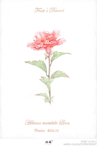 画师微博——林Caroline#在薄暗里 。花朵轻轻飞来 。心像透明的水母 。微微摇摆。——顾城《第六个早晨》。花卉第二个合集。#给人幸福感的植物#