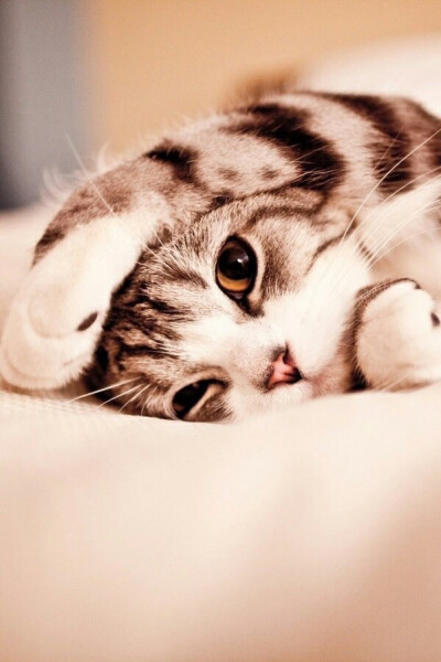 萌猫憨态
