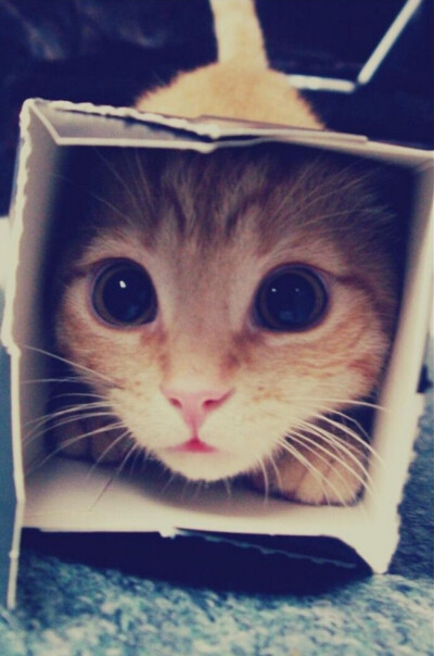 萌猫憨态