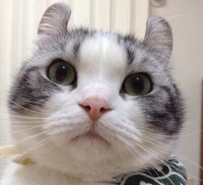 萌猫憨态