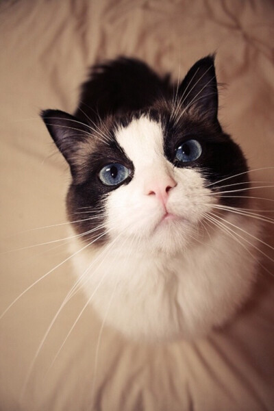 萌猫憨态