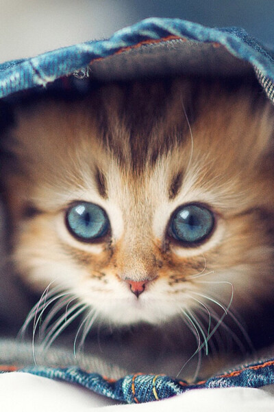 萌猫憨态