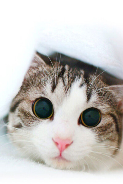萌猫憨态