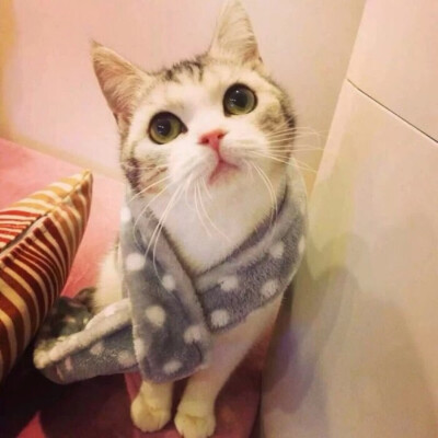 萌猫憨态