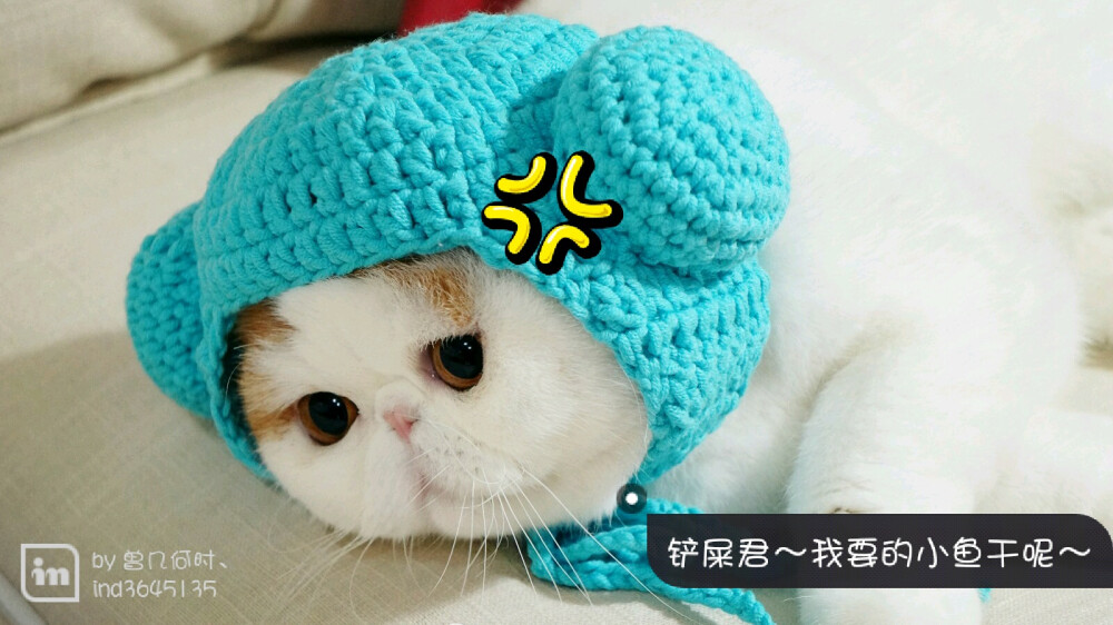 大脸猫