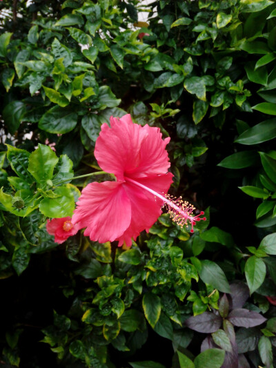 扶桑花(朱槿)