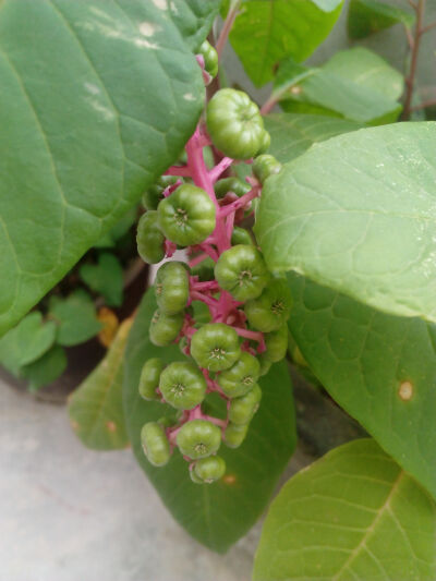 商陆（Phytolacca acinosa Roxb），商陆科、商陆属多年生粗壮草本植物。根入药，以白色肥大者为佳，红根有剧毒，仅供外用。