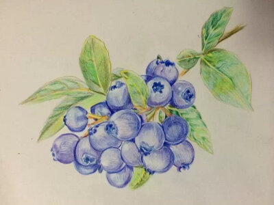 蓝莓，彩铅画